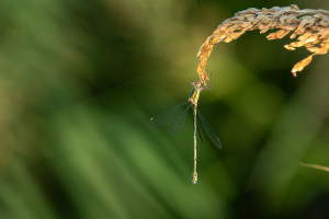 chalcolestes viridis le leste vert femelle chalcolestes viridis le leste vert femelle