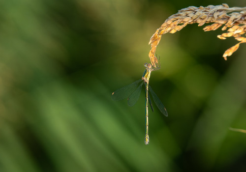 chalcolestes viridis  le leste vert  femelle