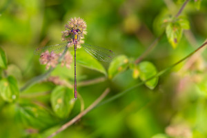 chalcolestes viridis le leste vert male chalcolestes viridis le leste vert male