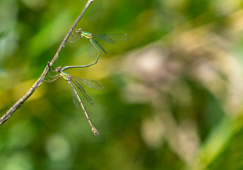 chalcolestes viridis  le leste vert  tandem