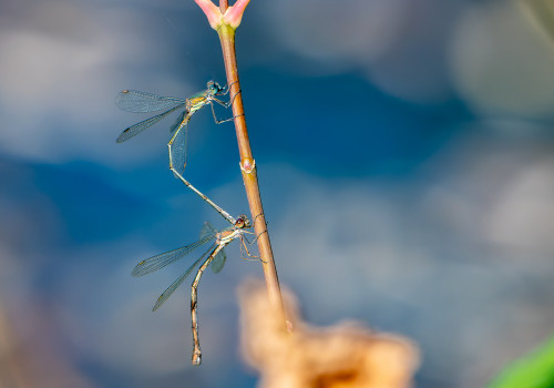 chalcolestes viridis tandem