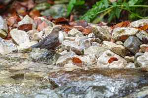 cinclus cinclus le cincle plongeur cinclus cinclus le cincle plongeur