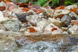 cinclus cinclus le cincle plongeur cinclus cinclus le cincle plongeur