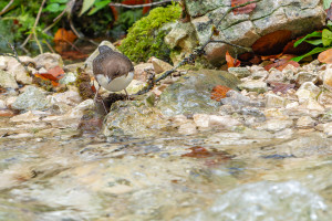 cinclus cinclus le cincle plongeur cinclus cinclus le cincle plongeur