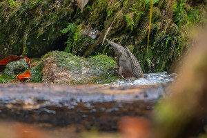 cinclus cinclus le cincle plongeur cinclus cinclus le cincle plongeur