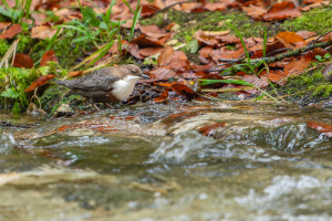 cinclus cinclus le cincle plongeur cinclus cinclus le cincle plongeur