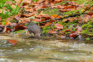 cinclus cinclus le cincle plongeur cinclus cinclus le cincle plongeur