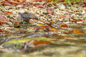 cinclus cinclus le cincle plongeur cinclus cinclus le cincle plongeur