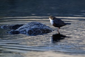 cinclus cinclus le cincle plongeur cinclus cinclus le cincle plongeur