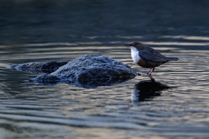 cinclus cinclus le cincle plongeur cinclus cinclus le cincle plongeur