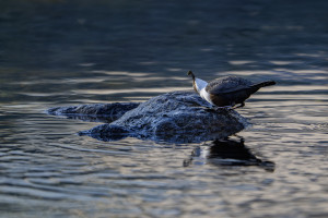 cinclus cinclus le cincle plongeur cinclus cinclus le cincle plongeur