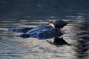 cinclus cinclus le cincle plongeur cinclus cinclus le cincle plongeur