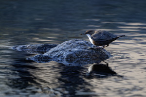 cinclus cinclus le cincle plongeur cinclus cinclus le cincle plongeur