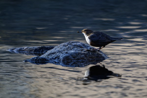 cinclus cinclus le cincle plongeur cinclus cinclus le cincle plongeur