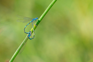 coenagrion caerulescens agrion bleuissant coeur copulatoire coenagrion caerulescens agrion bleuissant coeur copulatoire