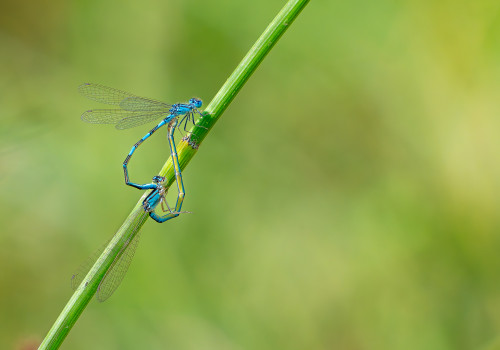 coenagrion caerulescens agrion bleuissant coeur copulatoire coenagrion caerulescens agrion bleuissant coeur copulatoire
