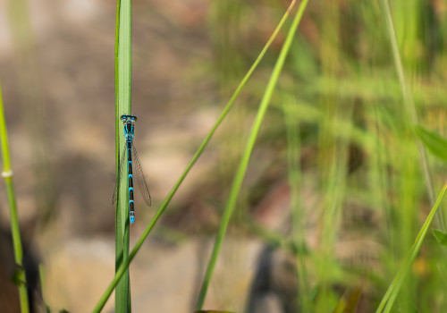 coenagrion caerulescens agrion bleuissant femelle coenagrion caerulescens agrion bleuissant femelle
