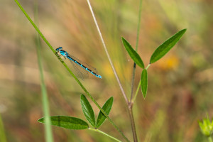 coenagrion caerulescens agrion bleuissant femelle coenagrion caerulescens agrion bleuissant femelle