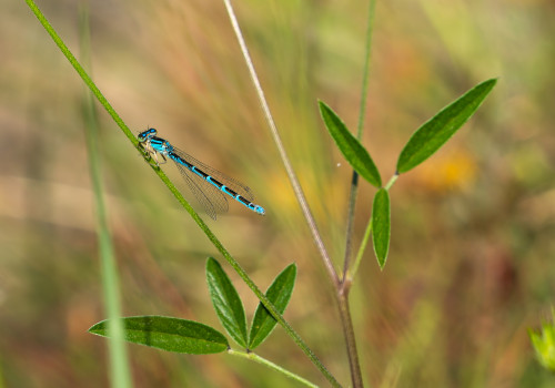 coenagrion caerulescens agrion bleuissant femelle coenagrion caerulescens agrion bleuissant femelle