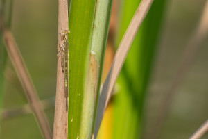 coenagrion caerulescens agrion bleuissant femelle coenagrion caerulescens agrion bleuissant femelle