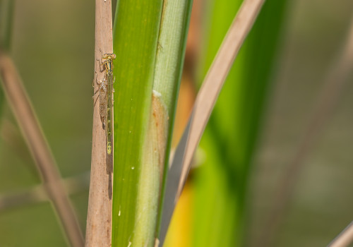 coenagrion caerulescens agrion bleuissant femelle coenagrion caerulescens agrion bleuissant femelle