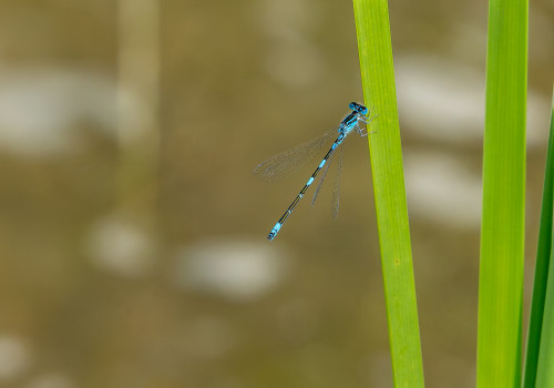 coenagrion caerulescens agrion bleuissant male 10 coenagrion caerulescens agrion bleuissant male 10