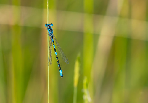 coenagrion caerulescens agrion bleuissant male coenagrion caerulescens agrion bleuissant male