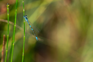coenagrion caerulescens agrion bleuissant male coenagrion caerulescens agrion bleuissant male