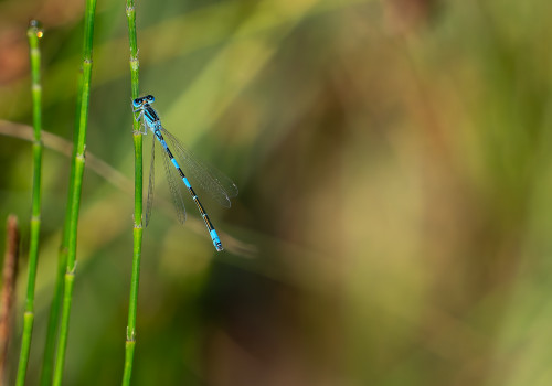 coenagrion caerulescens agrion bleuissant male coenagrion caerulescens agrion bleuissant male