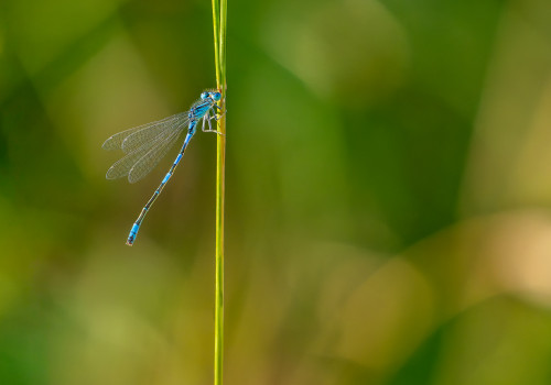 coenagrion caerulescens agrion bleuissant male coenagrion caerulescens agrion bleuissant male