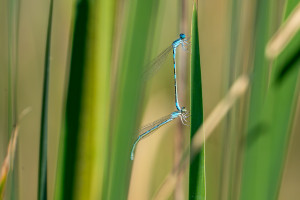 coenagrion caerulescens agrion bleuissant tandem 10 coenagrion caerulescens agrion bleuissant tandem 10