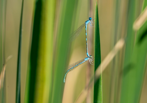 coenagrion caerulescens agrion bleuissant tandem 10 coenagrion caerulescens agrion bleuissant tandem 10