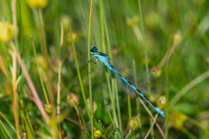 coenagrion caerulescens male coenagrion caerulescens male