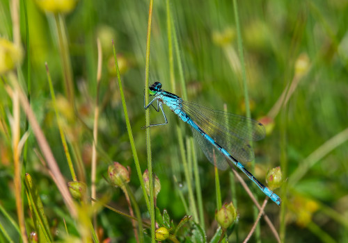 coenagrion caerulescens male coenagrion caerulescens male