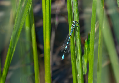 coenagrion caerulescens male coenagrion caerulescens male
