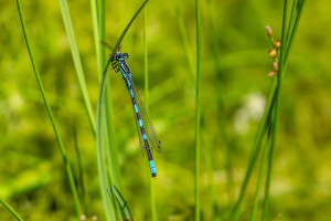 coenagrion caerulescens male coenagrion caerulescens male