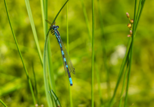 coenagrion caerulescens male coenagrion caerulescens male