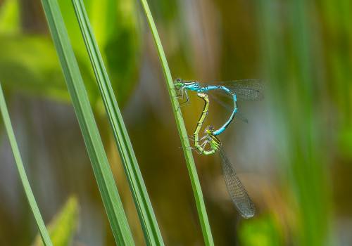 coenagrion hastulatum agrion haste coeur copulatoire coenagrion hastulatum agrion haste coeur copulatoire