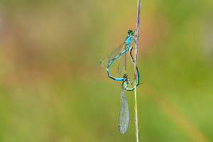 coenagrion hastulatum agrion haste couple coenagrion hastulatum agrion haste couple