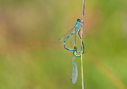 coenagrion hastulatum agrion haste couple coenagrion hastulatum agrion haste couple