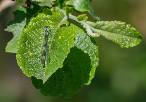 coenagrion hastulatum agrion haste femelle coenagrion hastulatum agrion haste femelle