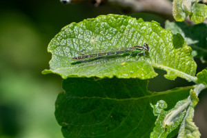 coenagrion hastulatum agrion haste femelle coenagrion hastulatum agrion haste femelle