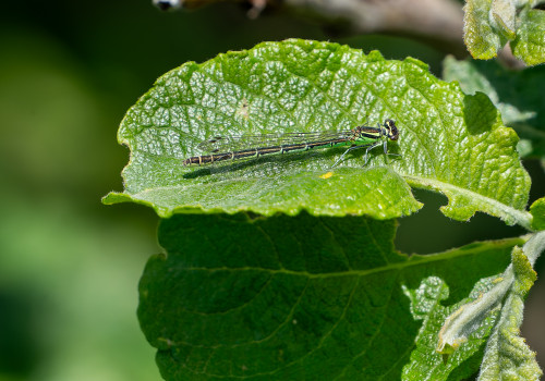 coenagrion hastulatum agrion haste femelle coenagrion hastulatum agrion haste femelle