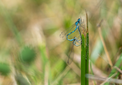 coenagrion mercuriale agrion de mercure coeur copulatoire coenagrion mercuriale agrion de mercure coeur copulatoire