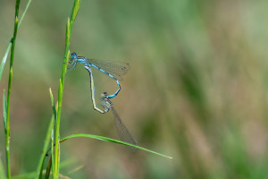 coenagrion mercuriale agrion de mercure coeur copulatoire coenagrion mercuriale agrion de mercure coeur copulatoire