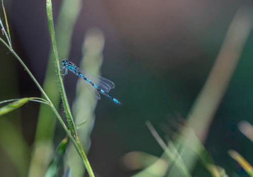 coenagrion mercuriale agrion de mercure male coenagrion mercuriale agrion de mercure male