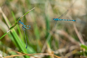 coenagrion mercuriale agrion de mercure tandem coenagrion mercuriale agrion de mercure tandem