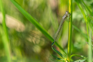 coenagrion mercuriale l agrion de mercure femelle coenagrion mercuriale l agrion de mercure femelle