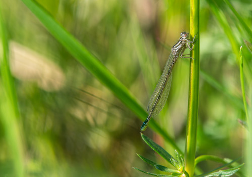 coenagrion mercuriale l agrion de mercure femelle coenagrion mercuriale l agrion de mercure femelle