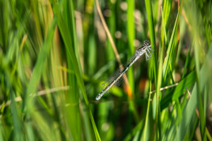 coenagrion mercuriale l agrion de mercure femelle coenagrion mercuriale l agrion de mercure femelle